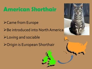 American Shorthair

Came from Europe
Be introduced into North America
Loving and sociable
Origin is European Shorthair
 