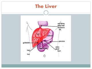 The Liver
 