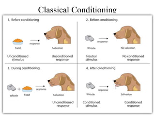 Classical Conditioning
 