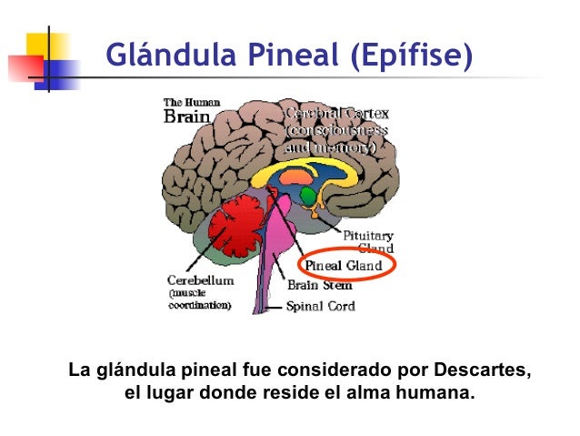 Conferencia Evidencias cientificas de la existencia del alma