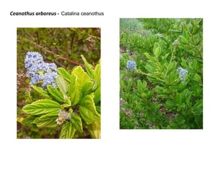 Ceanothus arboreus - Catalina ceanothus

 