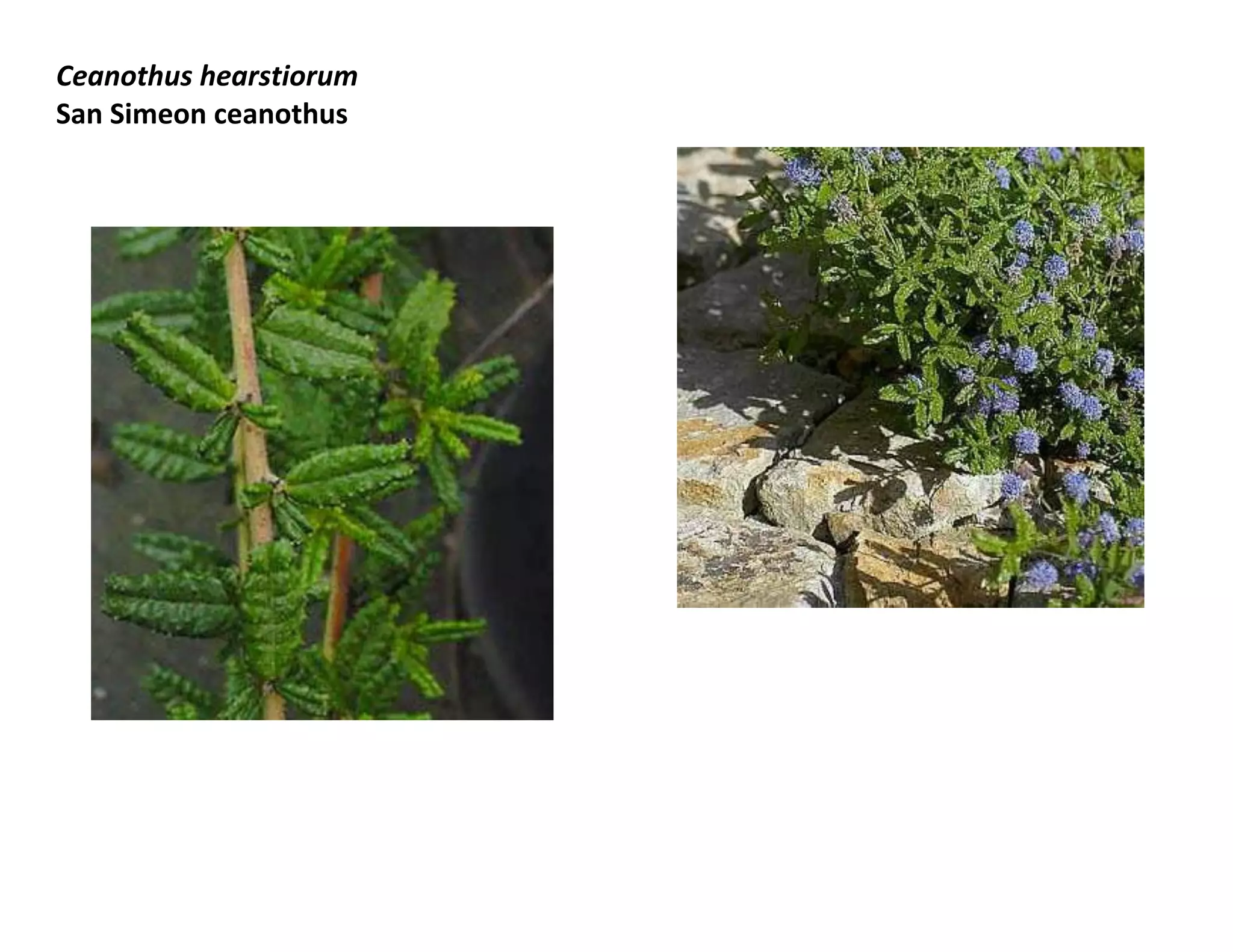 Ceanothus hearstiorum
San Simeon ceanothus