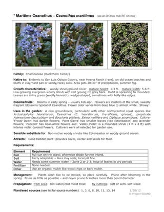 * Maritime Ceanothus – Ceanothus maritimus

(see-an-OH-thus muh-RIT-tim-mus )

Family: Rhamnaceae (Buckthorn Family)
Native to: Endemic to San Luis Obispo County, near Hearst Ranch (rare); on old ocean beaches and
bluffs in clay/hard pan or sandy/rocky soils. Area gets 20-30” of precipitation, summer fog.

woody shrub/ground-cover mature height: 1-3 ft. mature width: 5-6 ft.
Low-growing evergreen woody shrub with red (young) to gray bark. Habit is sprawling to mounded.
Leaves are shiny green (woolly beneath), wedge-shaped, sometimes with holly-like edges.

Growth characteristics:

Blooms in early spring – usually Feb-Apr. Flowers are clusters of the small, sweetly
fragrant blossoms typical of Ceanothus. Flower color varies from deep blue to almost white. Showy!

Blooms/fruits:

Uses in the garden: A nice groundcover, particularly with other north/central coast species like
Arctostaphylos hearstiorum, Ceanothus (C. hearstiorum, thyrsiflorus, griseus), propstrate
Adenostoma fasciculatum and Baccharis pilularis, Salvia mellifera and Diplacus aurantiacus. Cultivar
‘Frosty Dawn’ has darker flowers; 'Point Sierra' has smaller leaves (like cotoneaster) and lavender
flowers; ‘Popcorn’ has near-white flowers and; ‘Valley Violet’ is a mounded shrub (4 ft x 4 ft) with
intense violet-colored flowers. Cultivars were all selected for garden use.

Sensible substitute for: Non-native woody shrubs like Cotoneaster or woody ground covers.
Attracts: Good habitat plant: provides cover, nectar and seeds for food.
Requirements:
Element
Sun
Soil
Water
Fertilizer
Other

Requirement

Full sun on the coast; afternoon shade further inland.
Fairly adaptable – likes clay soils; local pH fine.
Needs some summer water – Zone 2 or 2-3; hose of leaves in dry periods
None needed.
Use an organic mulch like wood chips or bark mulch.

Plants don’t like to be moved, so place carefully. Prune after blooming in the
spring. Prune as little as possible – and never prune branches more than pencil diameter.

Management:

Propagation: from seed: hot water/cold moist treat

by cuttings: soft or semi-soft wood

Plant/seed sources (see list for source numbers): 1, 3, 6, 8, 10, 11, 13, 14

1/30/12
© Project SOUND

 