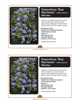 Ceanothus ‘Ray
            Hartman’—staked columns
            Wild lilac

            Vigorous, rounded large shrub to tree
            with rounded form and shiny dark
            green leaves. Masses of medium blue
            flowers open from pink buds in spring.

            Evergreen shrub
            Hybrid from California species
            10-20' high and wide
            Full sun
            Well-drained soil
            Drought tolerant
            Hardy to 15 ̊F or less

            Showy specimen tree




suncrestnurseries.com




            Ceanothus ‘Ray
            Hartman’—staked columns
            Wild lilac

            Vigorous, rounded large shrub to tree
            with rounded form and shiny dark
            green leaves. Masses of medium blue
            flowers open from pink buds in spring.

            Evergreen shrub
            Hybrid from California species
            10-20' high and wide
            Full sun
            Well-drained soil
            Drought tolerant
            Hardy to 15 ̊F or less

            Showy specimen tree




suncrestnurseries.com
 