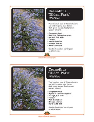 Ceanothus
            ‘Tilden Park’
             Wild lilac

            Vivid medium blue 3” flower clusters
            are held in spring over dense,
            dark green leaves. Fast grower,
            garden tolerant.

            Evergreen shrub
            Hybrid of California species
            3'+ high, 6-8' wide
            Full sun
            Well-drained soil
            Drought tolerant
            Hardy to 15-20 ̊F

            Used in foundation plantings or
            as a low hedge



suncrestnurseries.com




             Ceanothus
            ‘Tilden Park’
             Wild lilac

            Vivid medium blue 3” flower clusters
            are held in spring over dense,
            dark green leaves. Fast grower,
            garden tolerant.

            Evergreen shrub
            Hybrid of California species
            3'+ high, 6-8' wide
            Full sun
            Well-drained soil
            Drought tolerant
            Hardy to 15-20 ̊F

            Used in foundation plantings or
            as a low hedge



suncrestnurseries.com
 