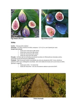 Figo Bebera Branca Figo Bebera preta
Vinha
Família – Vitaceae (Vitis vinifera)
Plantação – Em 2013, enxertia em 2014, compasso – 2,7 x 1,2 m, com 3 planta por casta
Grupos mais comuns
o Castas para vinho banco (98 castas)
o Castas para vinho tinto (84 castas)
o Castas de mesa branca (42 castas)
o Castas de mesa tinta (56 castas)
Floração – As flores são hermafroditas (monóicas) reunidas em inflorescências chamadas cachos,
ocorrendo no final da Primavera (Abril/Maio).
Produção – Não foi possível avaliar as produções da vinha da colecção do CEAT. Como referência
podemos referir que a bibliografia consultada, bem como dados de ensaio com uva de mesa no CEAT,
apontam o seguinte:
o Castas para vinho - 5 / 12 ton./ha
o Castas de mesa tinta – 20 / ton./ha (valores obtido no parral do CEAT)
Vinha Aramada
 