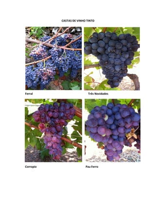 CASTAS DE VINHO TINTO
Ferral Três Novidades
Corropio Pau Ferro
 