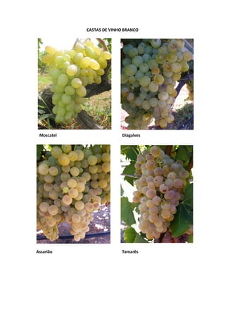 CASTAS DE VINHO BRANCO
Moscatel Diagalves
Assarião Tamarês
 