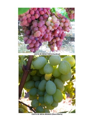CASTA DE MESA TINTA (Cardinal)
CASTA DE MESA BRANCA (Dona Maria)
 