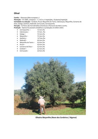 Olival
Família – Oleaceae (Olea europaea L.)
Plantação – Em 2005, compasso – 7, x 4,5 m, 4 repetições, 10 plantas/repetição
Variedades na colecção – Cordovil, Picual, Maçanilha de Tavira, Cobrançosa, Maçanilha, Conserva de
Elvas, Galega, Azeiteira, Redondil, Cornuzuelo, Carrasquenha.
Floração – As flores são hermafroditas (monóicas) e florescem de Abril a Junho.
Produção – Apenas foi possível contabilizar as produções em 2014 e 2015:
 Carrasquenha – 7,5 ton./ha
 Cobrançosa – 7,5 ton. /ha
 Galega – 7,5 ton./ha
 Maçanilha – 7,5 ton./ha
 Azeiteira – 6,7 ton./ha
 Redondil – 6,6 ton./ha
 Maçanilha de Tavira – 4,4 ton./ha
 Picual – 4,0 ton./ha
 Conserva de Elvas – 3,3 ton./ha
 Cordovil – 2,2 ton./ha
 Cornuzuelo - 2,0 ton./há
Oliveira Maçanilha (Nave dos Cordeiros / Algarve)
 