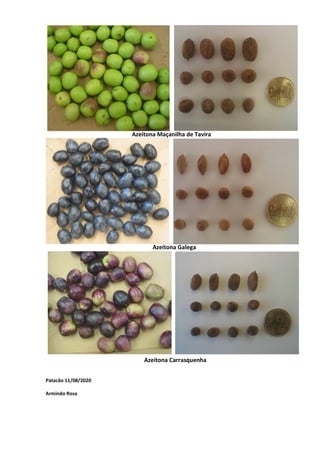 Azeitona Maçanilha de Tavira
Azeitona Galega
Azeitona Carrasquenha
Patacão 11/08/2020
Armindo Rosa
 