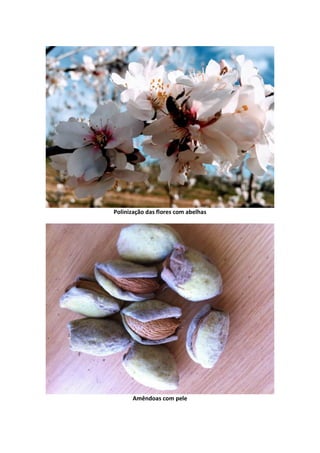 Polinização das flores com abelhas
Amêndoas com pele
 