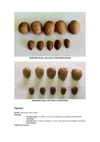 Amêndoas duras, com casca e miolo (Gama Dura)
Amêndoas cocas, com casca e miolo (Coco)
Figueiras
Família – Moraceae, (Ficus carica)
Plantação
o Colecção antiga – Em 1994 - 6 x 4 m, com 3 planta por variedade, totalizando 57
variedades
o Colecção nova - Em 2013, compasso - 6 x 4 m, com 3 planta por variedade, totalizando
40 variedades
Grupos mais comuns
 