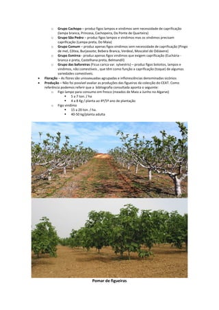 o Grupo Cachopo – produz figos lampos e vindimos sem necessidade de caprificação
(lampa branca, Princesa, Cachopeira, Da Ponte de Quarteira)
o Grupo São Pedro – produz figos lampos e vindimos mas os vindimos precisam
caprificação (Lampa preta, Do Maia)
o Grupo Comum – produz apenas figos vindimos sem necessidade de caprificação (Pingo
de mel, Côtea, Burjassote; Bebera Branca, Verdeal, Moscatel de Odiáxere)
o Grupo Esmirna - produz apenas figos vindimos que exigem caprificação (Euchária -
branca e preta, Castelhana preta, Belmandil)
o Grupo das baforeiras (Ficus carica var. sylvestris) – produz figos boloitos, lampos e
vindimos, não comestíveis , que têm como função a caprificação (toque) de algumas
variedades comestíveis.
 Floração – As flores são unissexuadas agrupadas e inflorescências denominadas sicónios
 Produção – Não foi possível avaliar as produções das figueiras da colecção do CEAT. Como
referência podemos referir que a bibliografia consultada aponta o seguinte:
o Figo lampo para consumo em fresco (meados de Maio a Junho no Algarve)
 5 a 7 ton. / ha
 4 a 8 Kg / planta ao 4º/5º ano de plantação
o Figo vindimo
 15 a 20 ton. / ha.
 40-50 kg/planta adulta
Pomar de figueiras
 