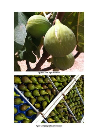 Figueira com figos maduros
Figos Lampos pretos embalados
 