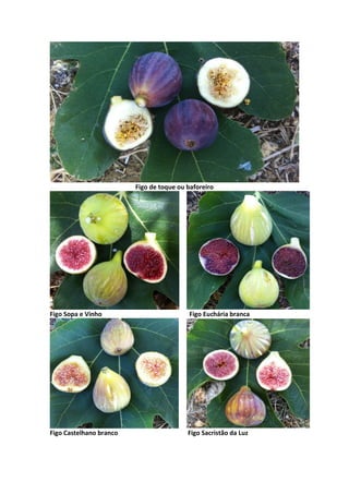 Figo de toque ou baforeiro
Figo Sopa e Vinho Figo Euchária branca
Figo Castelhano branco Figo Sacristão da Luz
 