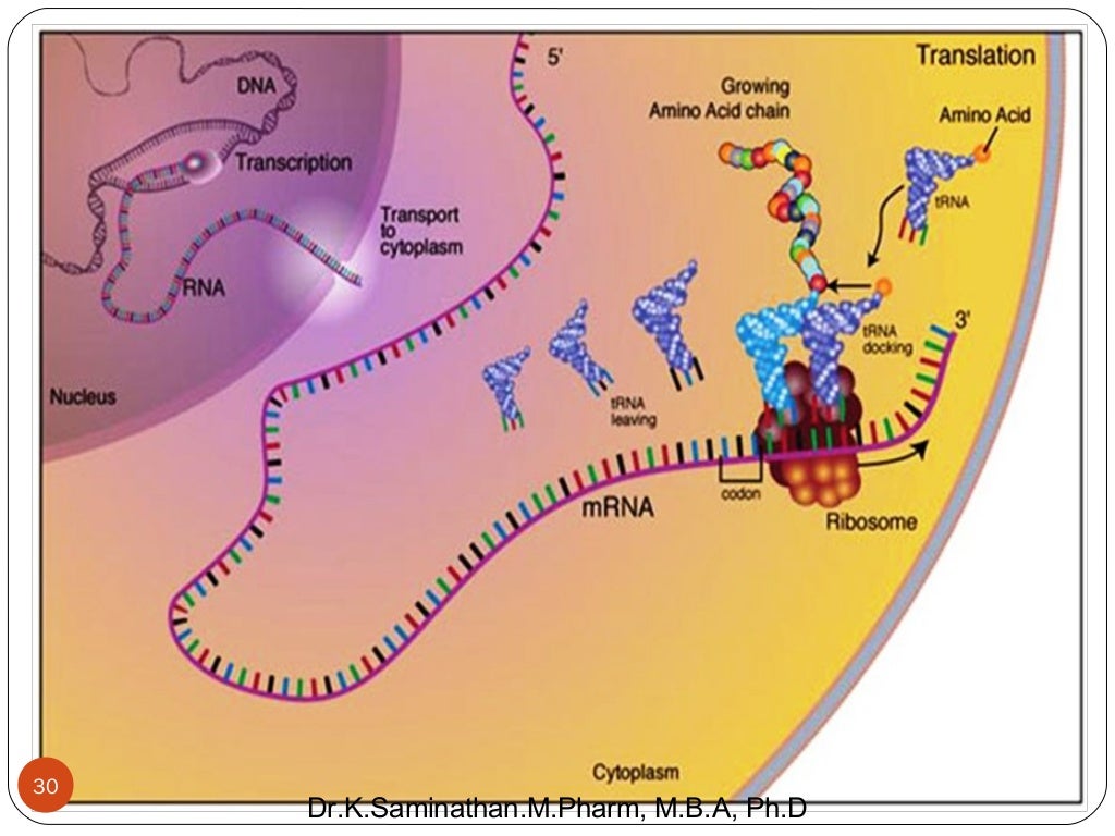 3. ANTIBIOTIC (PROTEIN SYNTHESIS INHIBITORS)