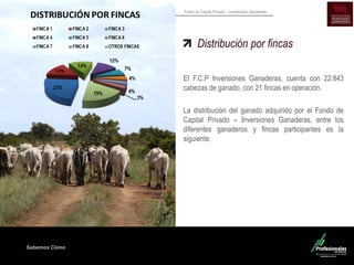 Sabemos Cómo
Fondo de Capital Privado – Inversiones Ganaderas
Distribución por fincas
El F.C.P Inversiones Ganaderas, cuenta con 22.843
cabezas de ganado, con 21 fincas en operación.
La distribución del ganado adquirido por el Fondo de
Capital Privado – Inversiones Ganaderas, entre los
diferentes ganaderos y fincas participantes es la
siguiente:
 