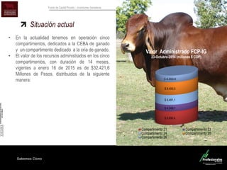 Sabemos Cómo
Fondo de Capital Privado – Inversiones Ganaderas
Situación actual
• En la actualidad tenemos en operación cinco
compartimentos, dedicados a la CEBA de ganado
y un compartimento dedicado a la cría de ganado.
• El valor de los recursos administrados en los cinco
compartimentos, con duración de 14 meses,
vigentes a enero 16 de 2015 es de $32.421,6
Millones de Pesos, distribuidos de la siguiente
manera:
$ 8.890,4
$ 4.348,1
$ 6.481,1
$ 8.400,0
$ 4.302,0
Valor Administrado FCP-IG
23-Octubre-2014 (millones $ COP)
Compartimento 21 Compartimento 23
Compartimento 24 Compartimento 25
Compartimento 26
 