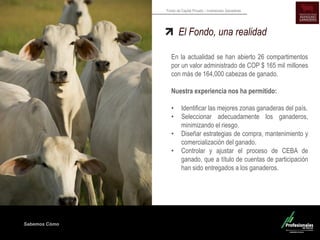 Sabemos Cómo
Fondo de Capital Privado – Inversiones Ganaderas
En la actualidad se han abierto 26 compartimentos
por un valor administrado de COP $ 165 mil millones
con más de 164,000 cabezas de ganado.
Nuestra experiencia nos ha permitido:
• Identificar las mejores zonas ganaderas del país.
• Seleccionar adecuadamente los ganaderos,
minimizando el riesgo.
• Diseñar estrategias de compra, mantenimiento y
comercialización del ganado.
• Controlar y ajustar el proceso de CEBA de
ganado, que a título de cuentas de participación
han sido entregados a los ganaderos.
El Fondo, una realidad
 