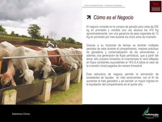 Sabemos Cómo
Fondo de Capital Privado – Inversiones Ganaderas
Cómo es el Negocio
El negocio consiste en la compra de ganado para ceba de 200
kg en promedio y vendido una vez alcance los 470 Kg
aproximadamente, con una ganancia de peso esperada de 13
Kg en promedio por mes durante los cinco años de inversión.
Gracias a su horizonte de tiempo se tendrán múltiples
periodos de ceba durante el compartimento, mejores prácticas
de ganadería y comercialización de los semovientes, y
además una generación de flujos periódicos, que a partir del
tercer año (noveno trimestre) el inversionista lo verá reflejado
en flujos constantes equivalentes al 14% E.A sobre el valor de
la inversión inicial pagados de manera trimestral.
Esta estructura de negocio permite la reinversión de
excedentes de liquidez en más semovientes, con el fin de
aumentar el hato ganadero y así percibir un mayor ingreso en
la liquidación del compartimento en el quinto año.
 