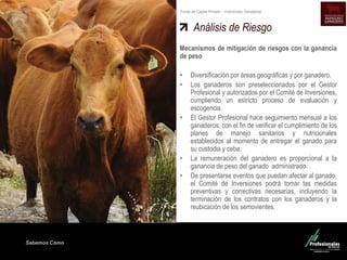 Sabemos Cómo
Fondo de Capital Privado – Inversiones Ganaderas
Análisis de Riesgo
Mecanismos de mitigación de riesgos con la ganancia
de peso
• Diversificación por áreas geográficas y por ganadero.
• Los ganaderos son preseleccionados por el Gestor
Profesional y autorizados por el Comité de Inversiones,
cumpliendo un estricto proceso de evaluación y
escogencia.
• El Gestor Profesional hace seguimiento mensual a los
ganaderos, con el fin de verificar el cumplimiento de los
planes de manejo sanitarios y nutricionales
establecidos al momento de entregar el ganado para
su custodia y ceba.
• La remuneración del ganadero es proporcional a la
ganancia de peso del ganado administrado.
• De presentarse eventos que puedan afectar al ganado,
el Comité de Inversiones podrá tomar las medidas
preventivas y correctivas necesarias, incluyendo la
terminación de los contratos con los ganaderos y la
reubicación de los semovientes.
 