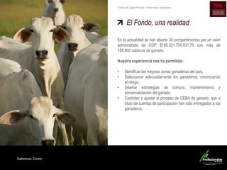 Sabemos Cómo
Fondo de Capital Privado – Inversiones Ganaderas
En la actualidad se han abierto 30 compartimentos por un valor
administrado de COP $195.321.754.031,79 con más de
164,000 cabezas de ganado.
Nuestra experiencia nos ha permitido:
• Identificar las mejores zonas ganaderas del país.
• Seleccionar adecuadamente los ganaderos, minimizando
el riesgo.
• Diseñar estrategias de compra, mantenimiento y
comercialización del ganado.
• Controlar y ajustar el proceso de CEBA de ganado, que a
título de cuentas de participación han sido entregados a los
ganaderos.
El Fondo, una realidad
 