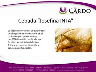 Cebada “Josefina INTA”
La cebada cervecera es un cultivo con
un alto grado de tecnificación, en el
cual se emplea prácticamente
un100% de semilla certificada y se
fertiliza casi la totalidad del área.
Asimismo, está muy difundida la
aplicación de fungicidas.
 