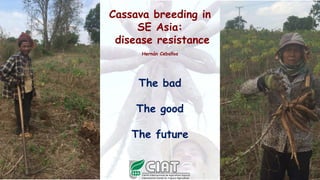 Cassava breeding in
SE Asia:
disease resistance
Hernán Ceballos
The bad
The good
The future
 