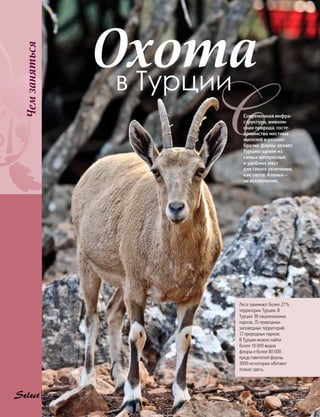 Чемзаняться
72
Охотав Турции
Современная инфра-
структура, живопи-
сная природа, госте-
приимство местных
жителей и разноо-
бразие фауны делает
Турцию одним из
самых интересных
и удобных мест
для такого увлечения,
как охота. Аланья —
не исключение.
Леса занимают более 27 %
территории Турции. В
Турции 38 национальных
парков, 35 природных
заповедных территорий,
17 природных парков.
В Турции можно найти
более 10 000 видов
флоры и более 80 000
представителей фауны,
3000 из которых обитают
только здесь.
 