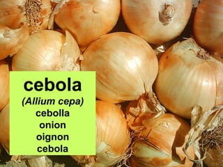 cebola
(Allium cepa)
cebolla
onion
oignon
cebola

 