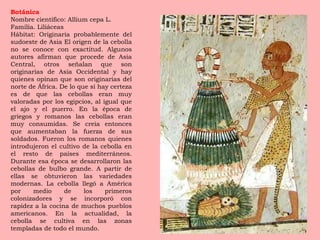 Botánica Nombre científico: Allium cepa L. Familia. Liliáceas Hábitat: Originaria probablemente del sudoeste de Asia El origen de la cebolla no se conoce con exactitud. Algunos autores afirman que procede de Asia Central, otros señalan que son originarias de Asia Occidental y hay quienes opinan que son originarias del norte de África. De lo que sí hay certeza es de que las cebollas eran muy valoradas por los egipcios, al igual que el ajo y el puerro. En la época de griegos y romanos las cebollas eran muy consumidas. Se creía entonces que aumentaban la fuerza de sus soldados. Fueron los romanos quienes introdujeron el cultivo de la cebolla en el resto de países mediterráneos. Durante esa época se desarrollaron las cebollas de bulbo grande. A partir de ellas se obtuvieron las variedades modernas. La cebolla llegó a América por medio de los primeros colonizadores y se incorporó con rapidez a la cocina de muchos pueblos americanos. En la actualidad, la cebolla se cultiva en las zonas templadas de todo el mundo. 