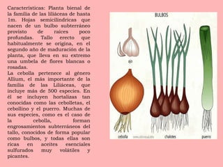 Características: Planta bienal de la familia de las liliáceas de hasta 1m. Hojas semicilíndricas que nacen de un bulbo subterráneo provisto de raíces poco profundas. Tallo erecto que habitualmente se origina, en el segundo año de maduración de la planta, que lleva en su extremo una umbela de flores blancas o rosadas. La cebolla pertenece al género Allium, el más importante de la familia de las Liliáceas, que incluye más de 500 especies. En él se incluyen hortalizas tan conocidas como las cebolletas, el cebollino y el puerro. Muchas de sus especies, como es el caso de la cebolla, forman engrosamientos subterráneos del tallo, conocidos de forma popular como bulbos, y todas ellas son ricas en aceites esenciales sulfurados muy volátiles y picantes. 