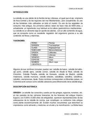 UNIVERSIDADPEDAGÓGICA Y TECNOLÓGICA DE COLOMBIA
CEBOLLA DE BULBO
DIEGO I. SANABRIA 4
INTRODUCCIÓN
La cebolla es una planta de la familia de las Liliáceas, al igual que el ajo, originaria
de Asia Central y de las regiones del mar Mediterráneo, pero actualmente es una
de las hortalizas más cultivadas en todo el mundo. Es una de los vegetales de
consumo más antiguo, los primeros cultivos datan de hace más de 5000 años, y
actualmente un ingrediente muy habitual en la cultura gastronómica mediterránea.
La cebolla es un alimento bajo en aporte de calorías, con un alto contenido de agua,
que se comporta como un excelente regulador del organismo gracias a su alto
contenido de fibras y vitaminas.
TAXONOMÍA
REINO: Plantae
DIVISIÓN: Tracheophyta
CLASE: Angiospermae
SUBCLASE: Monocoriledonae
ORDEN: Liliflorales
FAMILIA: Liliáceas
GÉNERO: Allium
ESPECIE: Cepa
NOMBRE
CIENTÍFICO:
Allium cepa
Algunos de sus nombres comunes pueden ser: cebolla de huevo, cebolla de bulbo,
ajo porro, cebolla ajera, cebolla común, cebolla de Alcalá la Real, cebolla de
Chinchón, Cebolla Paiteña, cebolla de Granada, cebolla de Madrid, cebolla
matancera, cebolla murciana, cebolla silvestre, cebolletas, cebollino, cebollinos,
cebollón, siemprevivas, típula. Estos nombres corresponden a diferentes países, en
Colombia se le conoce como cebolla cabezona para diferenciarla de la cebolla larga.
DESCRIPCIÓN BOTÁNICA
ORIGEN: La cebolla fue conocida y usada por los griegos, egipcios, romanos, etc.
en las paredes de las cámaras funerarias de los faraones del antiguo Imperio
Egipcio, con 4,000 ó 5,000 años de antigüedad, aparecen representaciones de las
antecesoras de la cebolla de cocina, que constituyen su evidencia más antigua
como planta económicamente útil. Existen muchos documentos que describen su
importancia como alimento y medicina, en el arte y la momificación. La Biblia hace
 