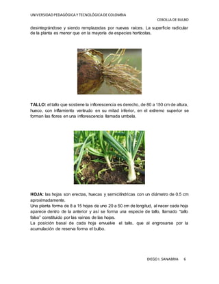 UNIVERSIDADPEDAGÓGICA Y TECNOLÓGICA DE COLOMBIA
CEBOLLA DE BULBO
DIEGO I. SANABRIA 6
desintegrándose y siendo remplazadas por nuevas raíces. La superficie radicular
de la planta es menor que en la mayoría de especies hortícolas.
TALLO: el tallo que sostiene la inflorescencia es derecho, de 80 a 150 cm de altura,
hueco, con inflamiento ventrudo en su mitad inferior, en el extremo superior se
forman las flores en una inflorescencia llamada umbela.
HOJA: las hojas son erectas, huecas y semicilíndricas con un diámetro de 0.5 cm
aproximadamente.
Una planta forma de 8 a 15 hojas de uno 20 a 50 cm de longitud, al nacer cada hoja
aparece dentro de la anterior y así se forma una especie de tallo, llamado “tallo
falso” constituido por las vainas de las hojas.
La posición basal de cada hoja envuelve el tallo, que al engrosarse por la
acumulación de reserva forma el bulbo.
 