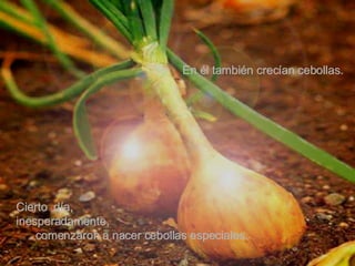 En él también crecían cebollas. Cierto  día,  inesperadamente,  comenzaron a nacer cebollas especiales. 
