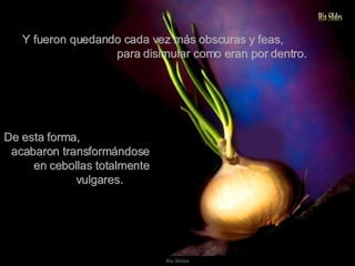 De esta forma,  acabaron transformándose  en cebollas totalmente  vulgares. Y fueron quedando cada vez más obscuras y feas,  para disimular como eran por dentro. 