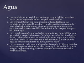  Las condiciones secas de los ecosistemas en que habitan las cebras
hacen que se hayan adaptado a los periodos de aridez.
 Las cebras de Grevy son las que mejor se han adaptado a las
condiciones de sequía. Para sobrevivir a la estación seca, en que la
mayoría de ríos, estanques y otras fuentes de agua se secan, esta
especie de cebra excava en el lecho de los ríos con sus pezuñas para
encontrar agua.
 La cebra de montaña aprovecha las características de su hábitat para
sobrevivir a los periodos secos. Cuando se secan las fuentes de agua
de las cuales subsiste, esta especie simplemente migra a una altitud
más alta, donde las temperaturas inferiores hacen que el vapor de
agua se condense en forma de lluvia, nieve o rocío.
 La cebra común es la menos adaptada a la sequía. A diferencia de las
otras dos especies, siempre necesita tener agua disponible, lo que la
obliga a migrar de un lugar al otro según la estación en busca de
recursos hídricos.
Agua
 