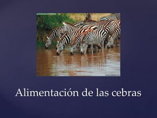 Alimentación de las cebras
 