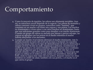  Como la mayoría de équidos, las cebras son altamente sociables. Aun
así, su estructura social depende de la especie. Las cebras de montaña y
cebras comunes viven en grupos, conocidos como "harenes", que
consisten en un macho con hasta seis yeguas y sus potros. Los machos
no dominantes o viven solos o con otros machos no dominantes, hasta
que son suficientes grandes como para desafiar a un macho dominante.
Cuando un grupo de cebras es atacado por hienas o perros salvajes, las
yeguas se agrupan con los potros en el medio mientras el macho
intenta ahuyentar a los atacantes.
 Cuando un macho rival intenta derrocar al macho dominante, éste lo
desafía tocando la nariz del rival con la suya o frotando las espaldas
contra las suyas. Esto es un tipo de demostración de fuerza destinada a
asustar al rival. Si éste no cede, empiezan a pelearse, mordiéndose el
cuello y las patas o, en casos extremos, dándose coces; estos combates
son más peligrosos que la mayoría de combates de este tipo en el
mundo animal, y una cebra puede acabar malherida.7 La jerarquía del
grupo se refleja en el orden en que andan sus miembros; delante de
todo, anda la yegua más vieja con sus potros, después vienen las otras
hembras en orden de edad, también con sus potros, y el macho es el
que cierra el grupo.
Comportamiento
 