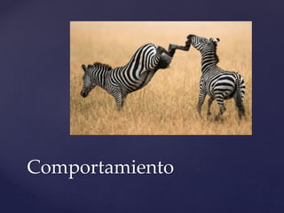 Comportamiento
 