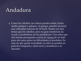  Como los caballos, las cebras pueden andar, trotar,
medio galopar y galopar. Al galope, pueden alcanzar
una velocidad máxima de 55 km/h. Suelen ser más
lentas que los caballos, pero su gran resistencia las
ayuda a escabullirse de los predadores. Una cebra que
esté siendo perseguida correrá en zigzag de un lado
para otro para poner en dificultades al predador. En
caso de que quede acorralada, la cebra se pondrá en
posición rampante y dará coces y mordiscos a su
atacante.
Andadura
 