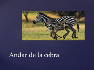 Andar de la cebra
 