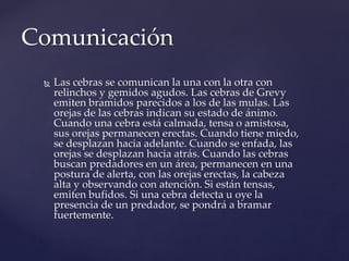  Las cebras se comunican la una con la otra con
relinchos y gemidos agudos. Las cebras de Grevy
emiten bramidos parecidos a los de las mulas. Las
orejas de las cebras indican su estado de ánimo.
Cuando una cebra está calmada, tensa o amistosa,
sus orejas permanecen erectas. Cuando tiene miedo,
se desplazan hacia adelante. Cuando se enfada, las
orejas se desplazan hacia atrás. Cuando las cebras
buscan predadores en un área, permanecen en una
postura de alerta, con las orejas erectas, la cabeza
alta y observando con atención. Si están tensas,
emiten bufidos. Si una cebra detecta u oye la
presencia de un predador, se pondrá a bramar
fuertemente.
Comunicación
 
