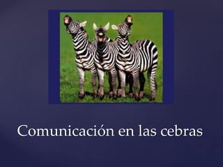 Comunicación en las cebras
 