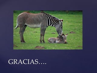 GRACIAS….
 