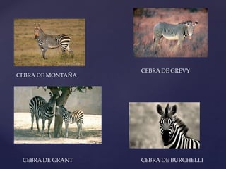 CEBRA DE MONTAÑA
CEBRA DE GREVY
CEBRA DE GRANT CEBRA DE BURCHELLI
 