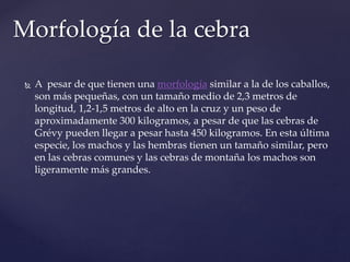  A pesar de que tienen una morfología similar a la de los caballos,
son más pequeñas, con un tamaño medio de 2,3 metros de
longitud, 1,2-1,5 metros de alto en la cruz y un peso de
aproximadamente 300 kilogramos, a pesar de que las cebras de
Grévy pueden llegar a pesar hasta 450 kilogramos. En esta última
especie, los machos y las hembras tienen un tamaño similar, pero
en las cebras comunes y las cebras de montaña los machos son
ligeramente más grandes.
Morfología de la cebra
 