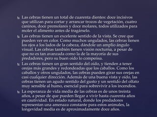  Las cebras tienen un total de cuarenta dientes: doce incisivos
que utilizan para cortar y arrancar trozos de vegetación, cuatro
caninos, doce premolares y doce molares, todos utilizados para
moler el alimento antes de tragárselo.
 Las cebras tienen un excelente sentido de la vista. Se cree que
pueden ver en color. Como muchos ungulados, las cebras tienen
los ojos a los lados de la cabeza, dándole un amplio ángulo
visual. Las cebras también tienen visión nocturna, a pesar de
que no es tan avanzada como la de la mayoría de sus
predadores, pero su buen oído lo compensa.
 Las cebras tienen un gran sentido del oído, y tienden a tener
orejas más grandes y redondeadas que los caballos. Como los
caballos y otros ungulados, las cebras pueden girar sus orejas en
casi cualquier dirección. Además de una buena vista y oído, las
cebras tienen un agudo sentido del gusto y un sentido del olfato
muy sensible al humo, esencial para sobrevivir a los incendios.
 La esperanza de vida media de las cebras es de unos treinta
años, a pesar de que pueden llegar a vivir hasta cuarenta años
en cautividad. En estado natural, donde los predadores
representan una amenaza constante para estos animales, la
longevidad media es de aproximadamente doce años.
 