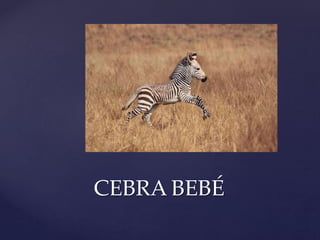 CEBRA BEBÉ
 